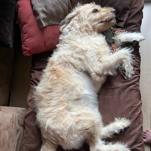 Meet your Posher, Brittany - Picture 2 of 3